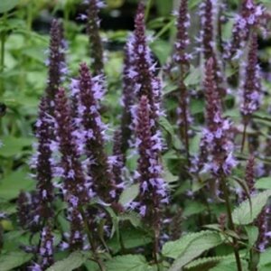 Agastache 'After Eight' P9