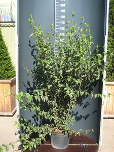 Cornus mas 10-12 C.  - afbeelding 5