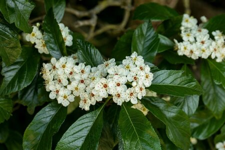 Crataegus persimilis 'Splendens' 12-14 C. - afbeelding 1