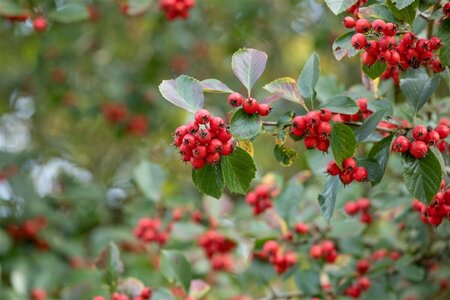 Crataegus persimilis 'Splendens' 12-14 C. - afbeelding 2