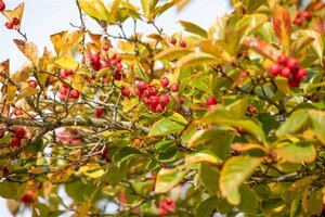 Crataegus persimilis 'Splendens' 12-14 C. - afbeelding 3