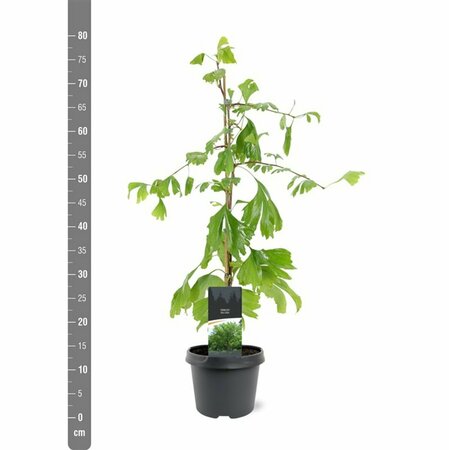 Ginkgo biloba 10-12 C.  - afbeelding 6