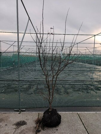 Acer palmatum 'Bloodgood' 100/125 C. - afbeelding 8