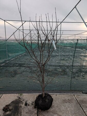 Acer palmatum 'Bloodgood' 100/125 C. - afbeelding 3