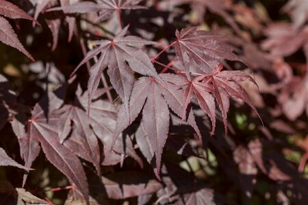 Acer palmatum 'Bloodgood' 100/125 C. - afbeelding 6