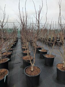 Acer palmatum 'Bloodgood' 100/125 C. - afbeelding 6