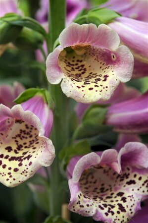 Digitalis purpurea 'Gloxiniiflora' P9 - afbeelding 4