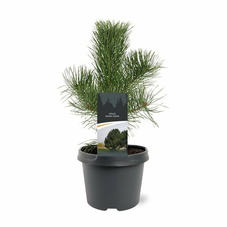 Pinus nigra nigra 175/200 C. - afbeelding 3