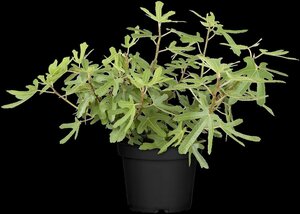 Ficus car. 'Rouge de Bordeaux' 150/175 C. Solitair - afbeelding 2