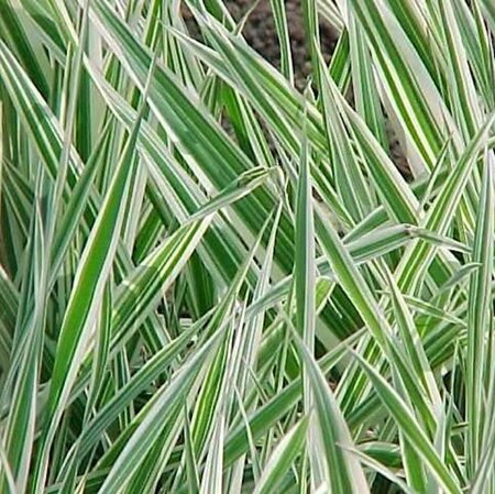 Phalaris arundinacea 'Picta' P9 - afbeelding 3