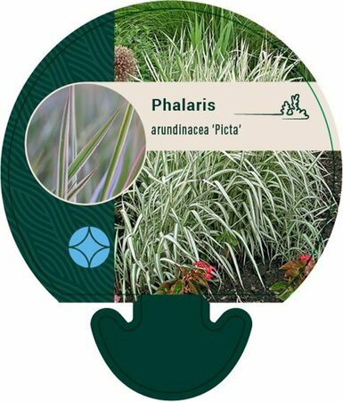 Phalaris arundinacea 'Picta' P9 - afbeelding 2