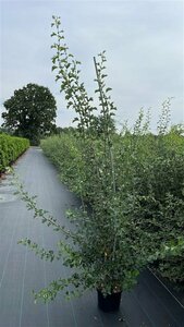 Crataegus monogyna 80/100 C. - afbeelding 6