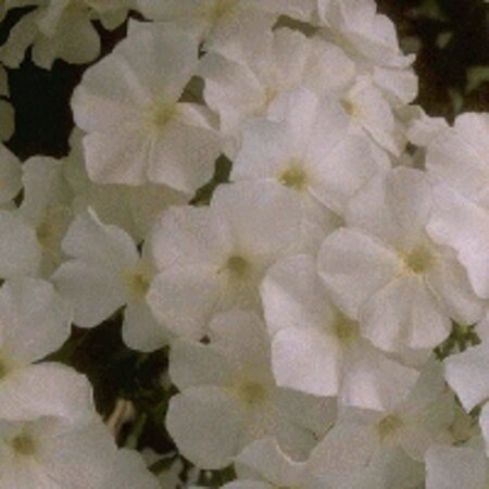 Phlox paniculata 'Fujiyama' P9 - afbeelding 2