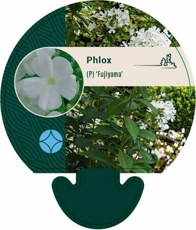 Phlox paniculata 'Fujiyama' P9 - afbeelding 1