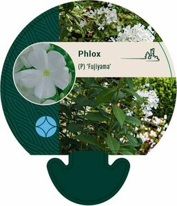 Phlox paniculata 'Fujiyama' P9 - afbeelding 1