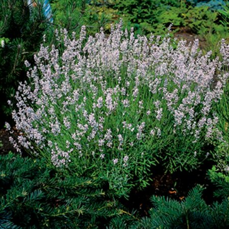 Lavandula angustifolia 'Rosea' P9 - afbeelding 3