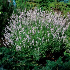 Lavandula angustifolia 'Rosea' P9 - afbeelding 3