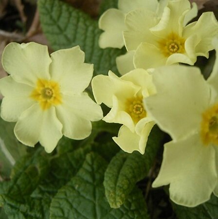 Primula vulgaris P9 - afbeelding 3