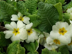 Primula vulgaris P9 - afbeelding 4