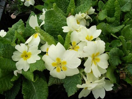 Primula vulgaris P9 - afbeelding 5