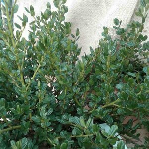 Ceanothus impressus 'Victoria' 20/25 C. - afbeelding 1