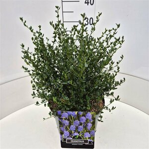 Ceanothus impressus 'Victoria' 20/25 C. - afbeelding 4