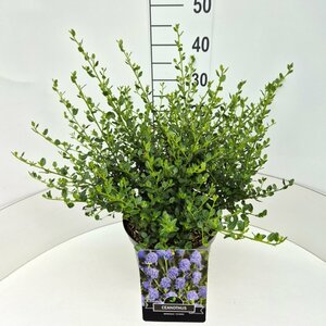 Ceanothus impressus 'Victoria' 20/25 C. - afbeelding 3