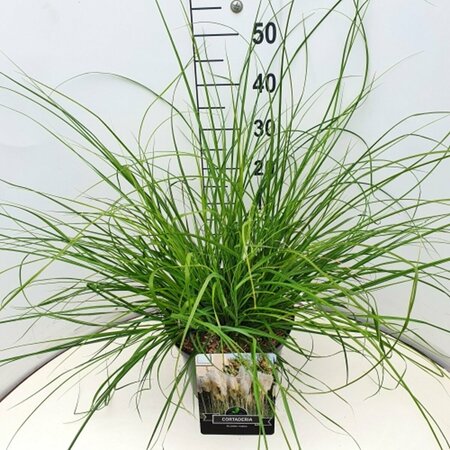 Cortaderia selloana 'Pumila' C12 - afbeelding 3