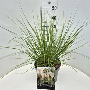 Cortaderia selloana 'Pumila' C12 - afbeelding 4