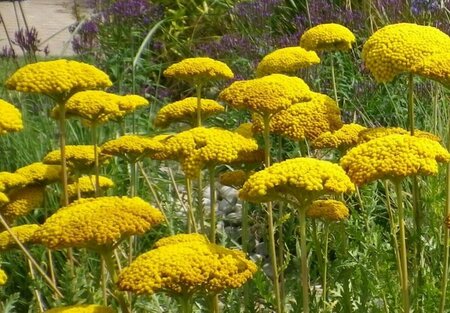 Achillea fil. 'Parker's Variety' P9 - afbeelding 1