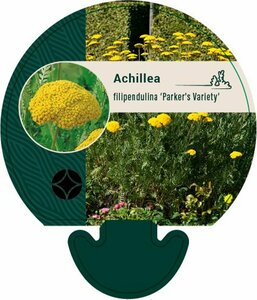 Achillea fil. 'Parker's Variety' P9 - afbeelding 2