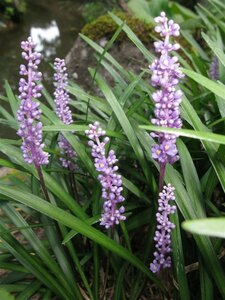 Liriope muscari P9 - afbeelding 2