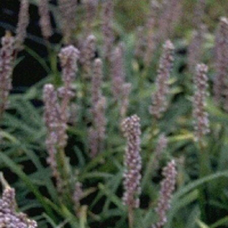 Liriope muscari P9 - afbeelding 3