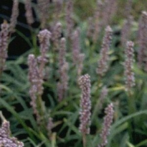 Liriope muscari P9 - afbeelding 3