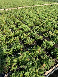 Achillea tomentosa 'Aurea' P9 - afbeelding 1