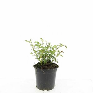 Rosa (P) 'The Fairy' ST. 100 C.  - afbeelding 2