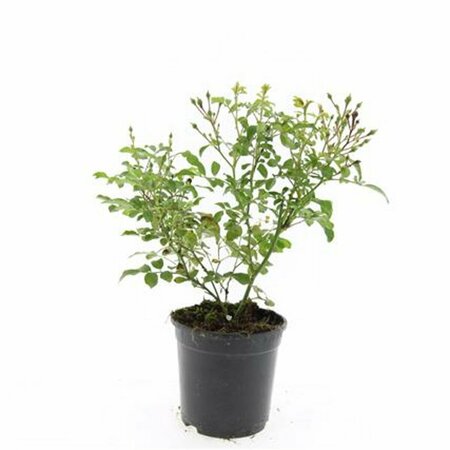 Rosa (P) 'The Fairy' ST. 100 C.  - afbeelding 4