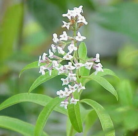 Aloysia triphylla P9