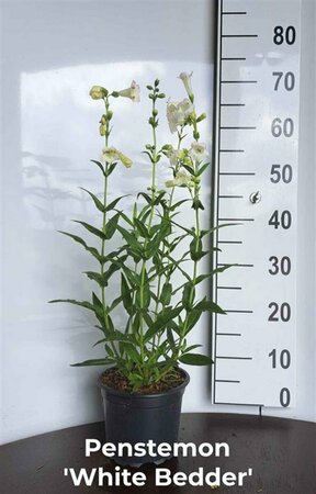 Penstemon 'White Bedder' P9 - afbeelding 5