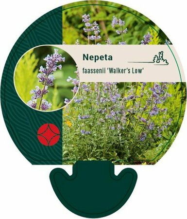 Nepeta faassenii 'Walker's Low' C2 - afbeelding 3