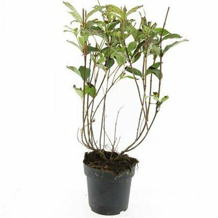 Weigela 'Bristol Ruby' 60/80 C. - afbeelding 2