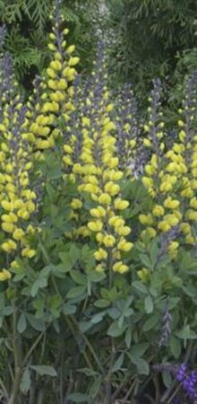 Baptisia australis 'Lemon Meringue' P9 - afbeelding 1