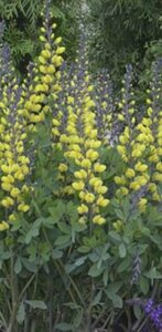 Baptisia australis 'Lemon Meringue' P9