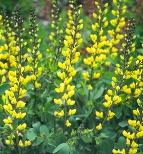 Baptisia australis 'Lemon Meringue' P9 - afbeelding 2