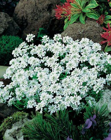 Iberis semp. 'Weisser Zwerg' P9 - afbeelding 1