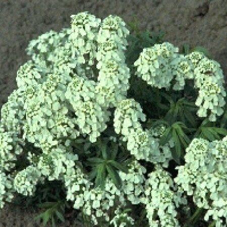 Iberis semp. 'Weisser Zwerg' P9 - afbeelding 3