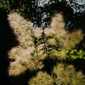 Cotinus coggygria 100/125 C.