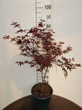 Acer palmatum 'Atropurpureum' 125/150 C. - afbeelding 2