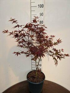 Acer palmatum 'Atropurpureum' 125/150 C. - afbeelding 2