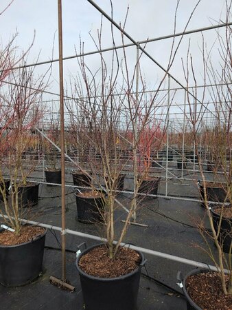Acer palmatum 'Atropurpureum' 125/150 C. - afbeelding 5